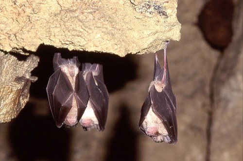 Hibernating greater horseshoe bats hanging upside down